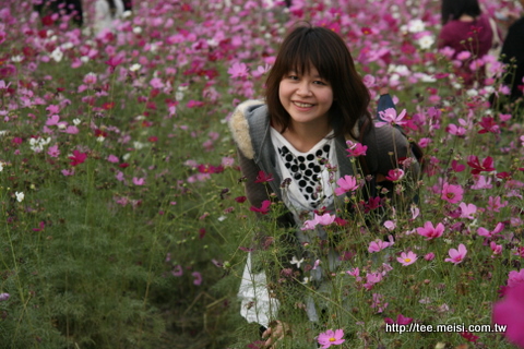 2009年橋頭花海