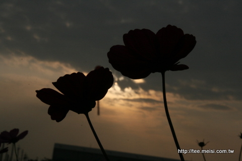 2009年橋頭花海