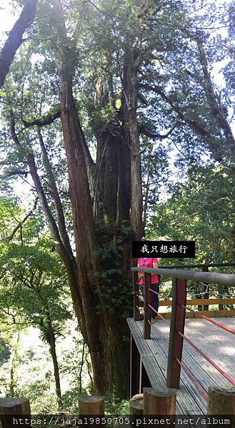 [旅遊] 心曠神怡的神木步道-拉拉山神木步道