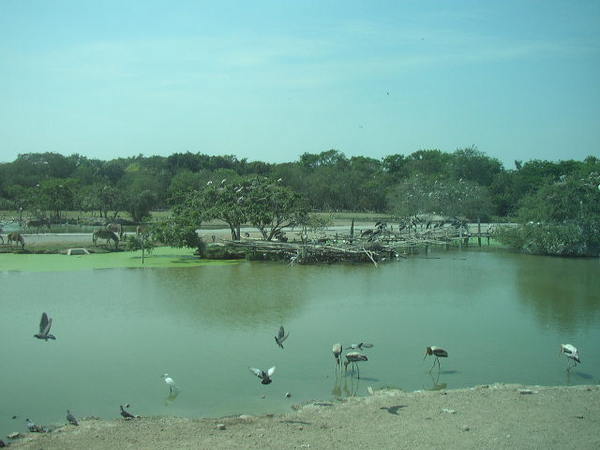 野生動物園