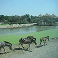 野生動物園