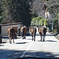 Route de Grand Alps