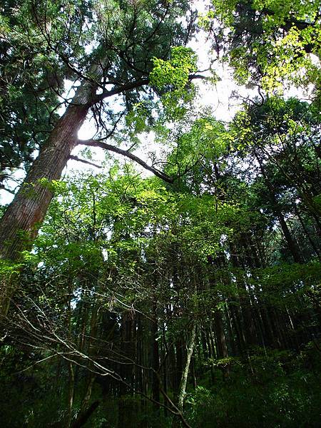 杉樹林蔭道 (Cedar Avenue)