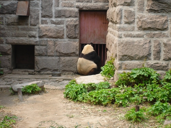 北京動物園 - 大熊貓館