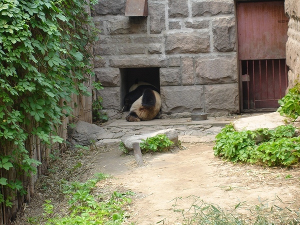北京動物園 - 大熊貓館