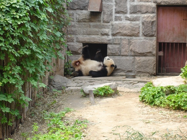 北京動物園 - 大熊貓館