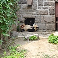 北京動物園 - 大熊貓館