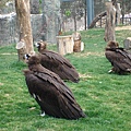 北京動物園 - 鷹山