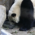 大熊貓館