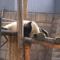 大熊貓館