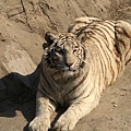 北京動物園