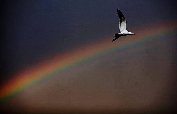 rainbow-bird_1432847i.jpg