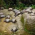 猖狂的巴西龜