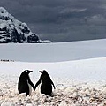 20111215a南極企鵝手牽手，一同漫步看雪景。翻自網路.JPG