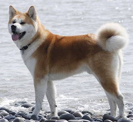 Akita Dog