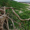海邊的樹根
