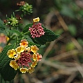 社頂自然公園植物