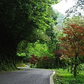 北橫之春~梵梵到明池間(這邊風景最美)