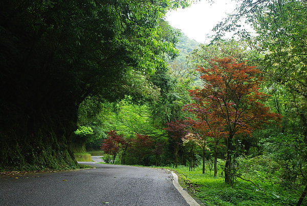 北橫之春~梵梵到明池間(這邊風景最美)