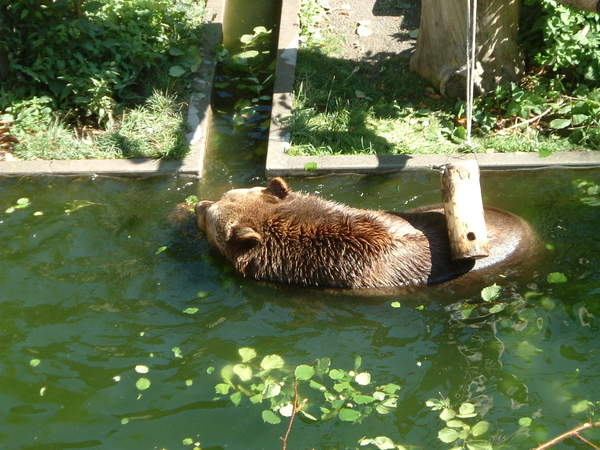 伯恩的熊公園