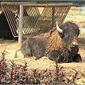 六福村主題遊樂園_動物園015