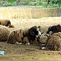 六福村主題遊樂園_動物園016