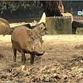 六福村主題遊樂園_動物園014