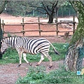 六福村主題遊樂園_動物園019