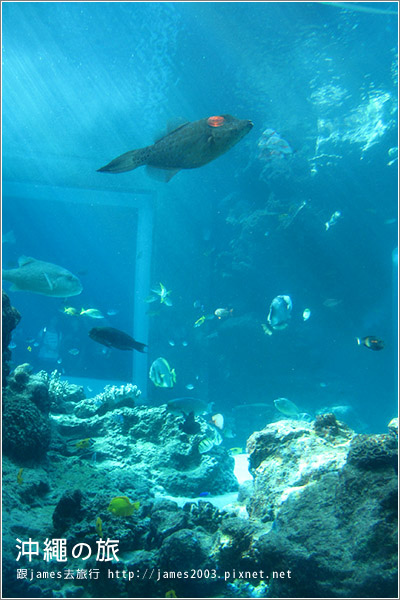 【沖繩之旅】海洋博公園-沖繩美麗海水族館21.JPG