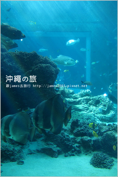 【沖繩之旅】海洋博公園-沖繩美麗海水族館20.JPG