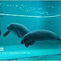 【沖繩之旅】海洋博公園-沖繩美麗海水族館42.JPG