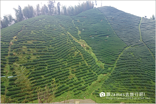 【南投旅遊】銀杏森林、大崙山茶園觀景台 03.JPG