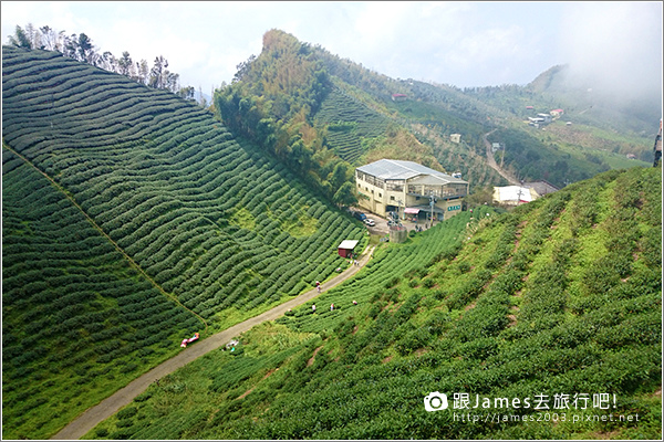 【南投旅遊】銀杏森林、大崙山茶園觀景台 06.JPG