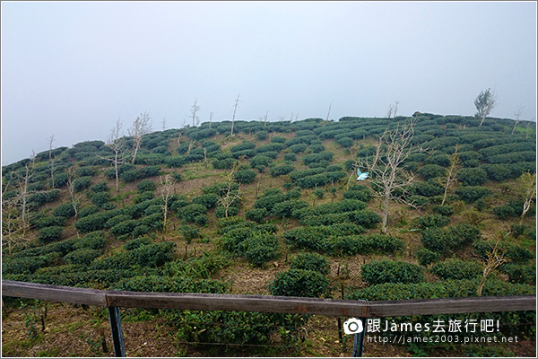 【南投旅遊】銀杏森林、大崙山茶園觀景台 09.JPG