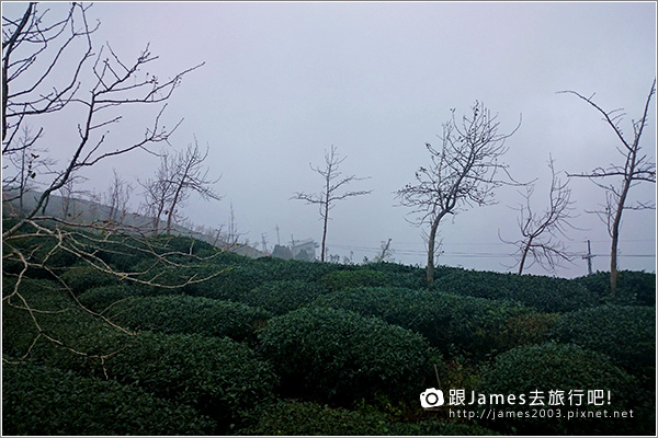 【南投旅遊】銀杏森林、大崙山茶園觀景台 10.JPG