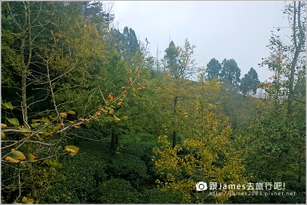 【南投旅遊】銀杏森林、大崙山茶園觀景台 12.JPG