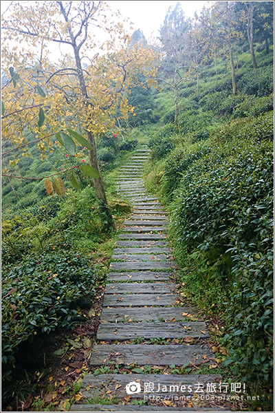 【南投旅遊】銀杏森林、大崙山茶園觀景台 13.JPG