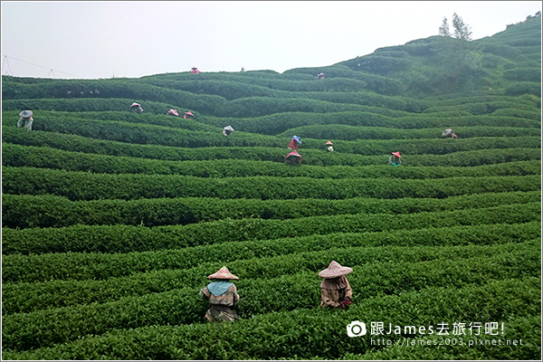 【南投旅遊】銀杏森林、大崙山茶園觀景台 15.JPG