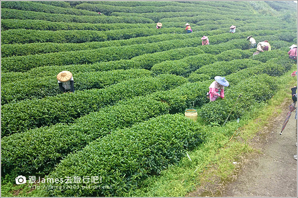 【南投旅遊】銀杏森林、大崙山茶園觀景台 17.JPG