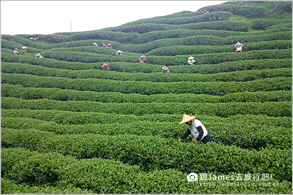 【南投旅遊】銀杏森林、大崙山茶園觀景台 19.JPG