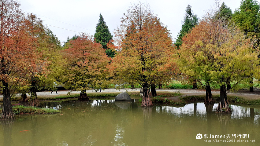 雲林景點-虎尾青埔落羽松秘境02.jpg