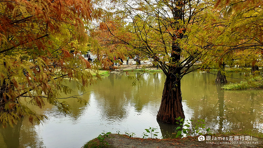 雲林景點-虎尾青埔落羽松秘境06.jpg