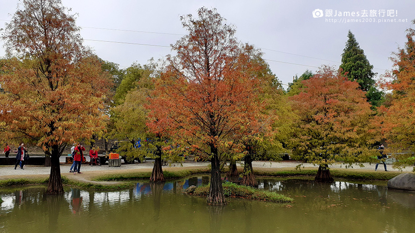 雲林景點-虎尾青埔落羽松秘境13.jpg