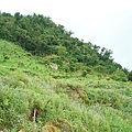 酒桶山--月光森林餐廳 (18).JPG