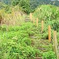 酒桶山--月光森林餐廳 (29).JPG