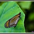 Butterfly-00005