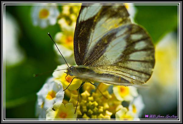 Butterfly-00011