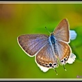 Butterfly-00028