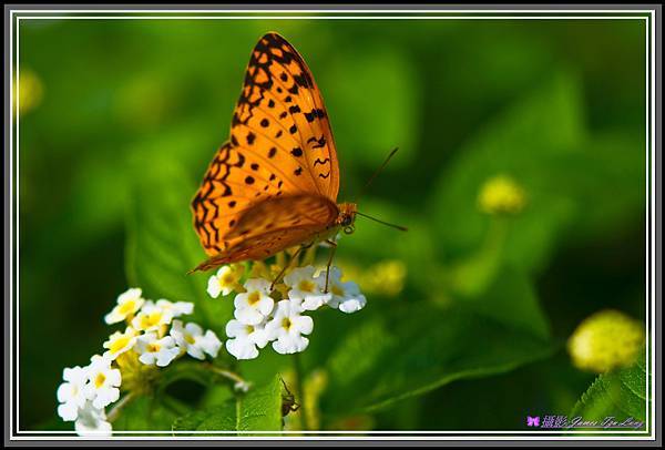 Butterfly-00048