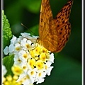 Butterfly-00065